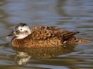 Laysan Duck (WWT Slimbridge April2013) - pic by Nigel Key